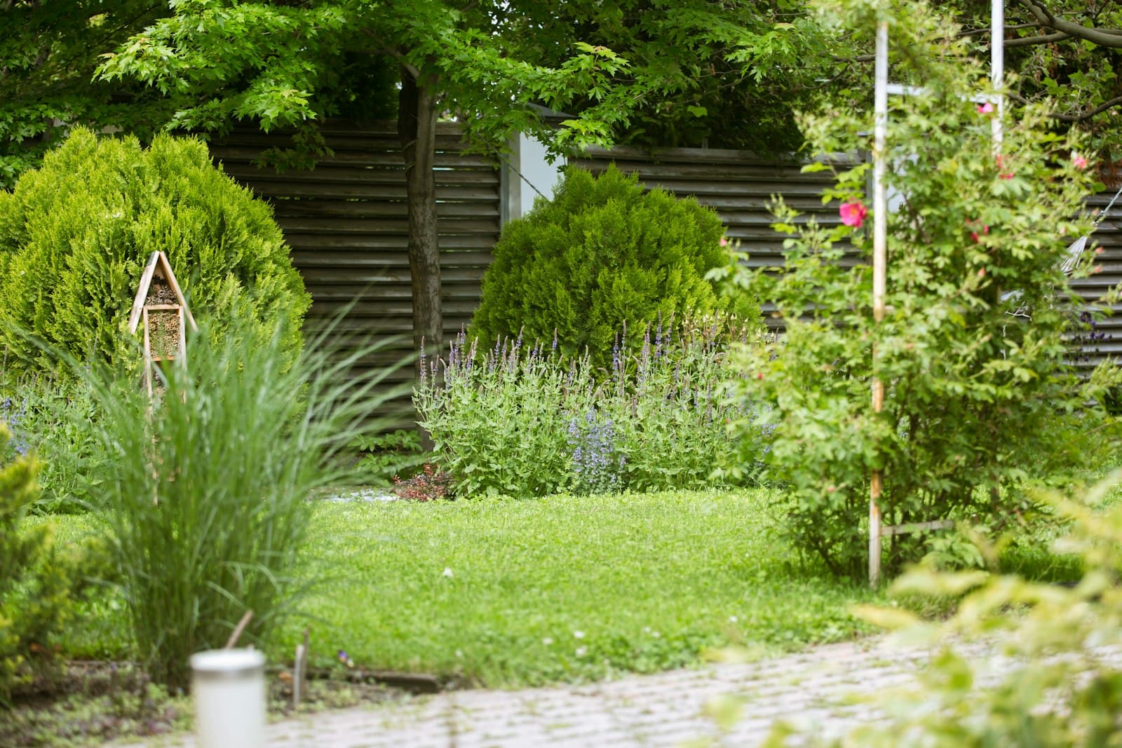 Achtertuin met gazon, twee bolvormige coniferen, een border met paarsblauwe salie, siergras, een insectenhotel en een roos langs een houten rek